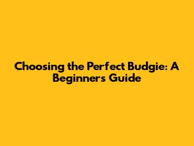 Choosing the Perfect Budgie: A Beginner's Guide