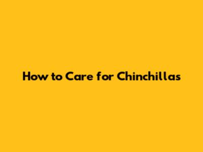 How to Care for Chinchillas