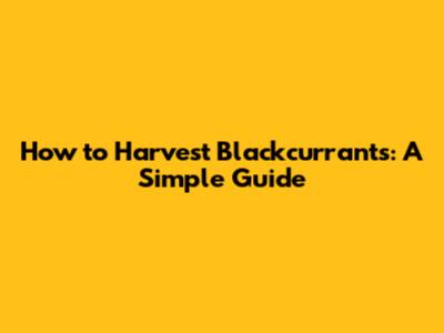 How to Harvest Blackcurrants: A Simple Guide