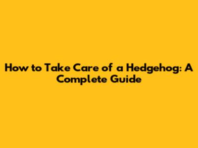 How to Take Care of a Hedgehog: A Complete Guide