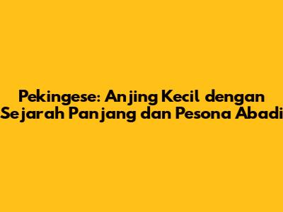 Pekingese: Anjing Kecil dengan Sejarah Panjang dan Pesona Abadi